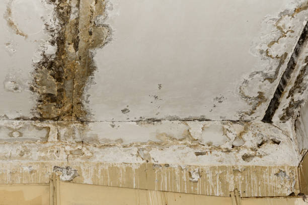 Best Mold Prevention Services  in Thornwood, NY