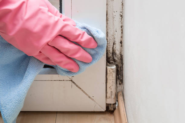 Best Emergency Mold Remediation  in Thornwood, NY